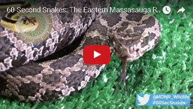 thumbnail image from the DNR's Eastern massasauga rattlesnake video