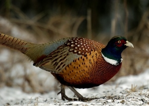 ring-necked pheasant