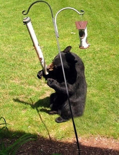 black bear eating out of a backyard bird feeder