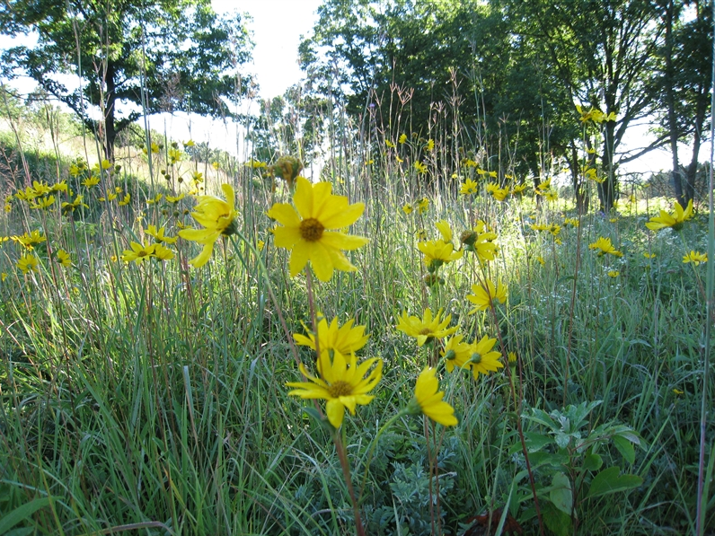 A group of bright yellow western sunflowers is shown.