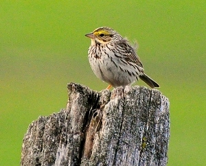 Savannah sparrow on a fence post