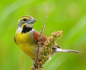 dickcissel perched on a flowering plant