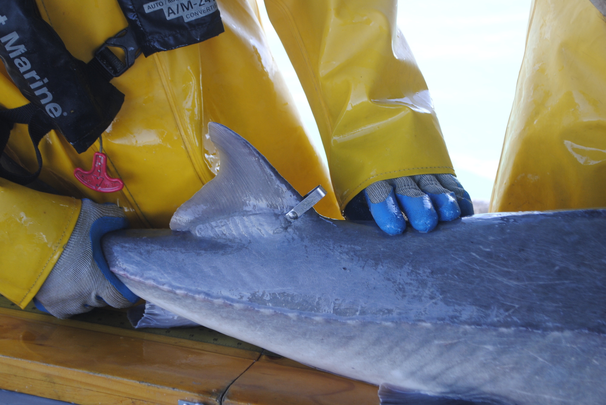 Large sturgeon are tagged on the dorsal fin.