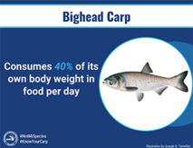Bighead carp 