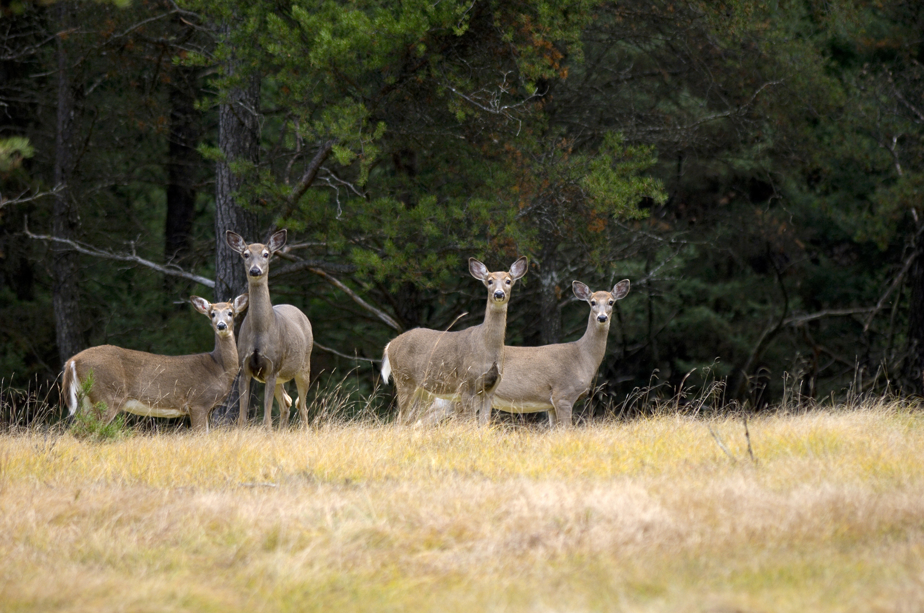 Michigan white-tailed deer in the field.