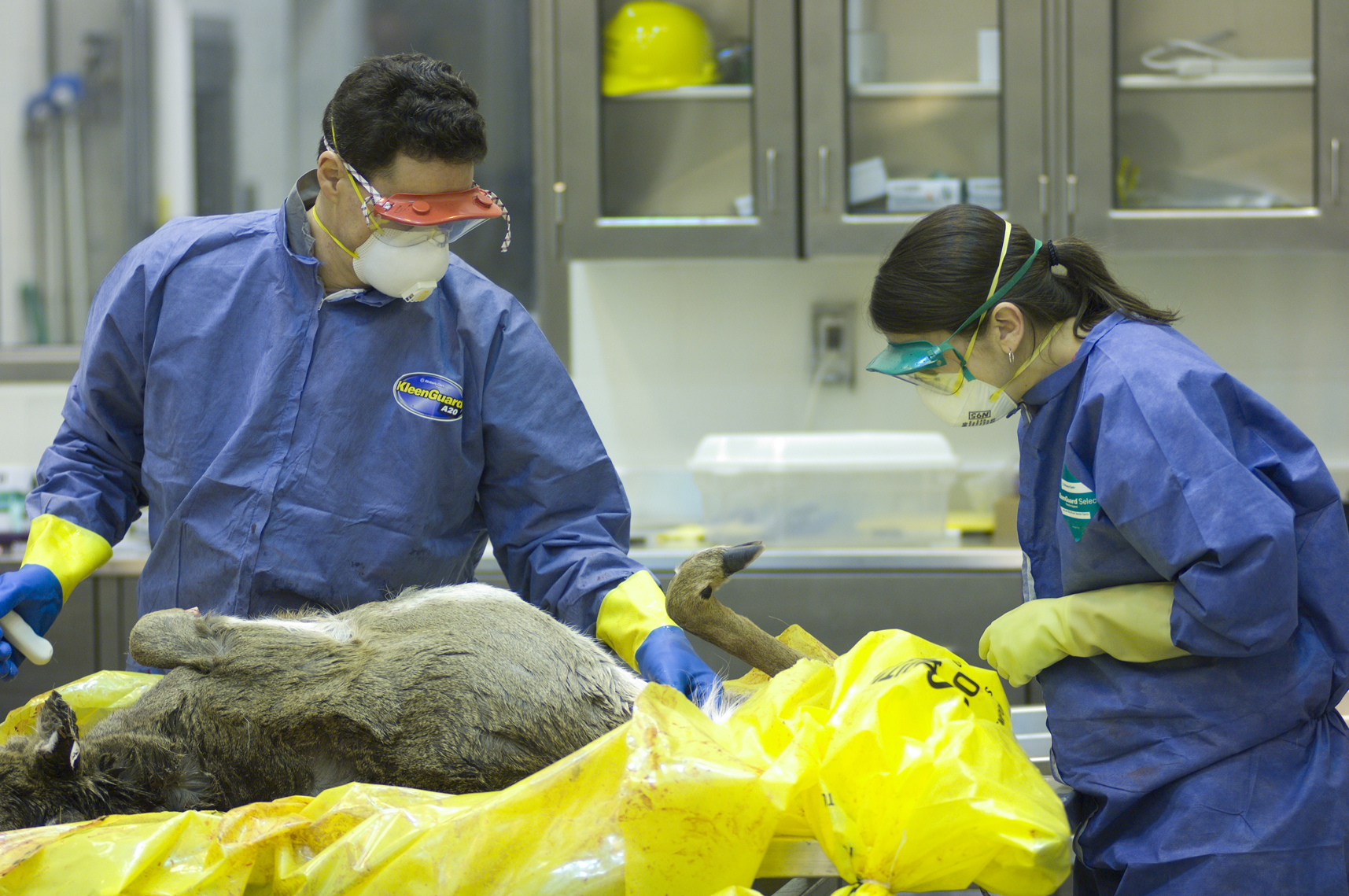 Technicians at the Michigan Department of Natural Resources Wildlife Disease Laboratory in Lansing examine a white-tailed deer.