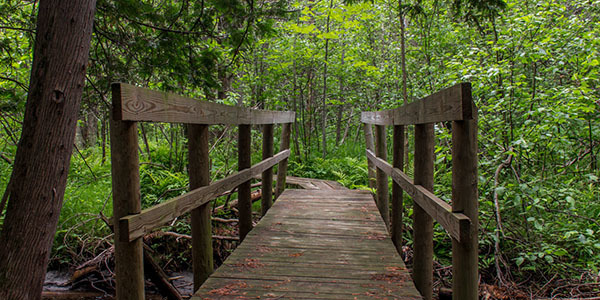 a trail in the woods