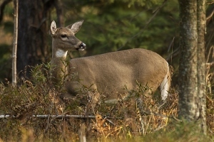 antlerless deer in field with pine forest in background