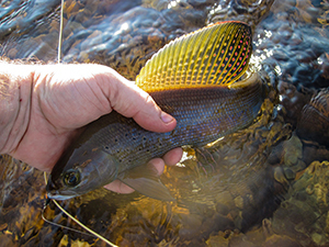 Arctic grayling being held by someone