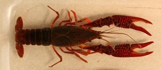 closeup view of red swamp crayfish
