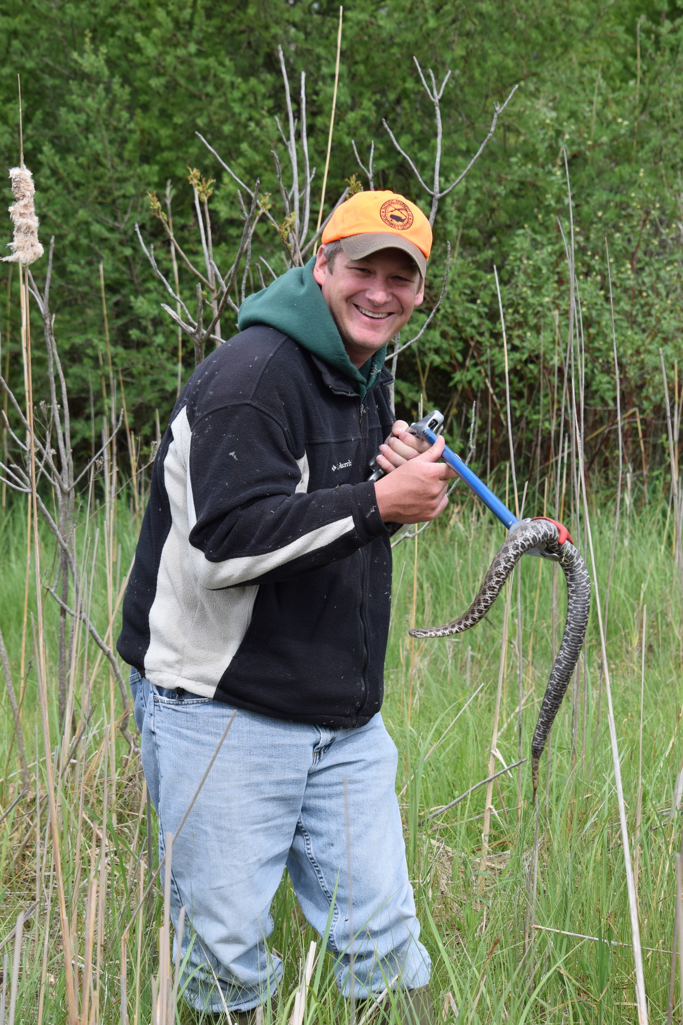 Tom Goniea, a fisheries biologist and herptile expert with the Michigan DNR, holds a massasauga rattlesnake with a snake stick.