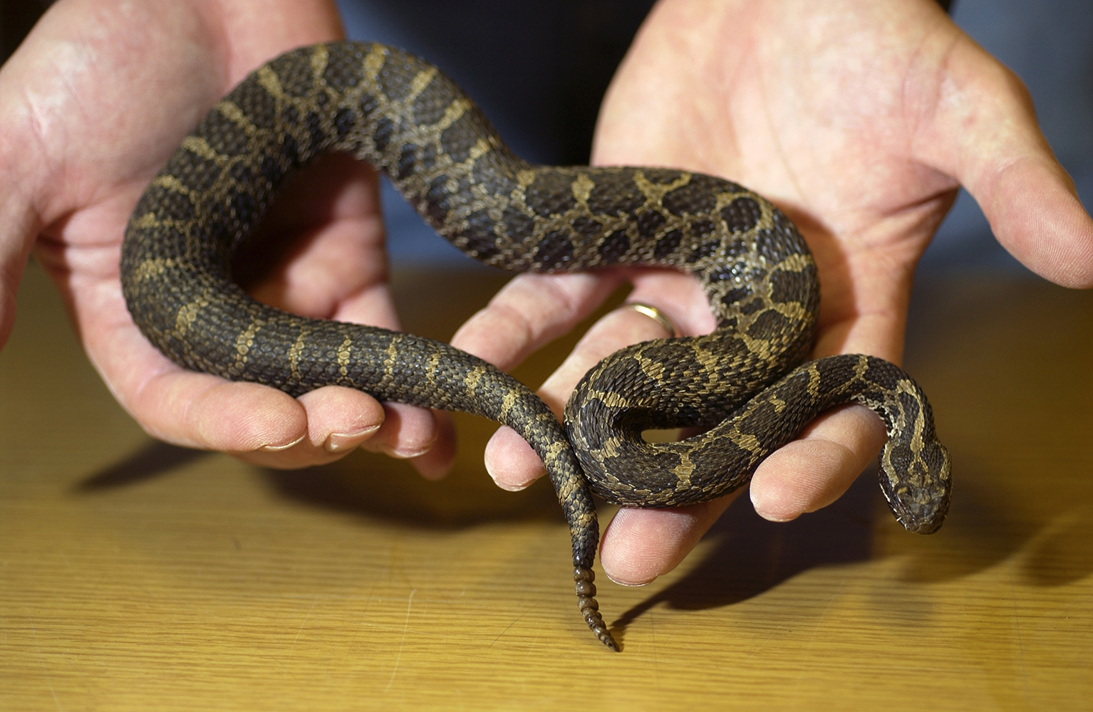 A massasauga rattlesnake held in the hands of a researcher.
