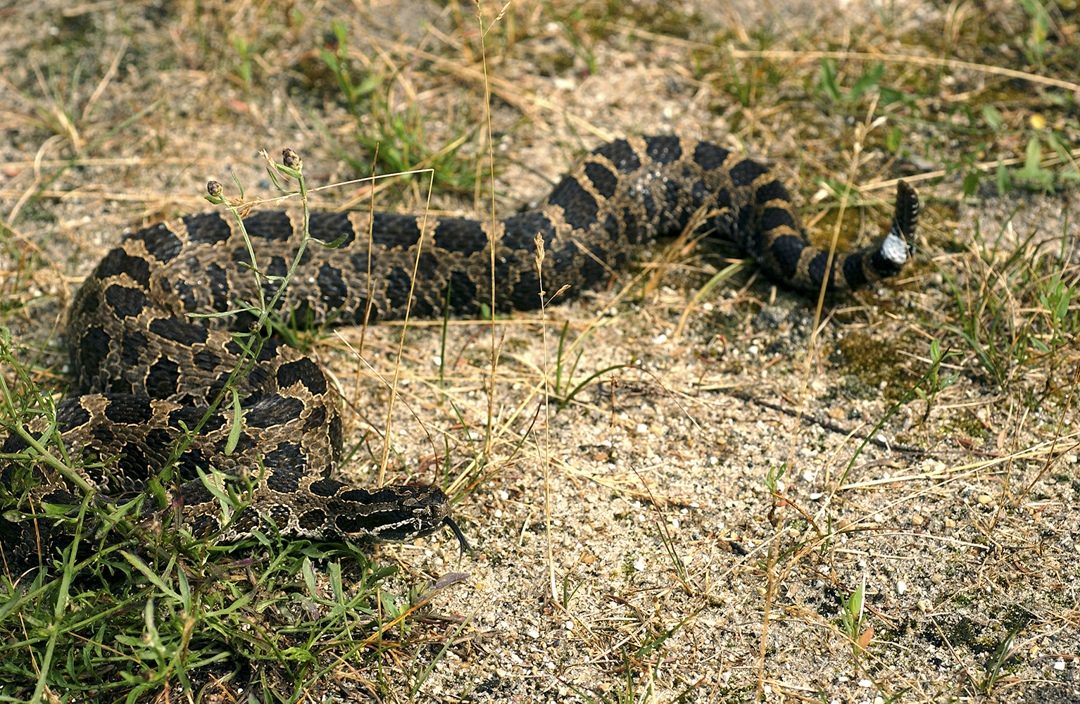 The massasauga rattlesnake is Michigan’s only poisonous snake