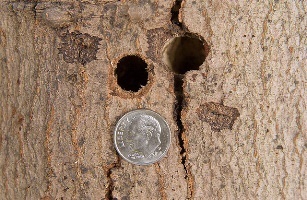 Asian longhorned beetle exit holes, compared to the size of a dime