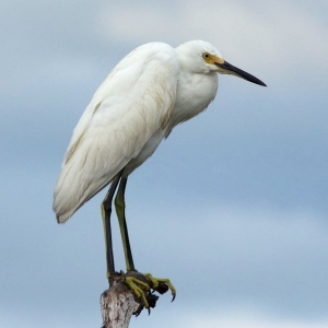 snowy egret perched on a stick
