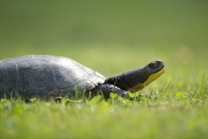Blanding's turtle