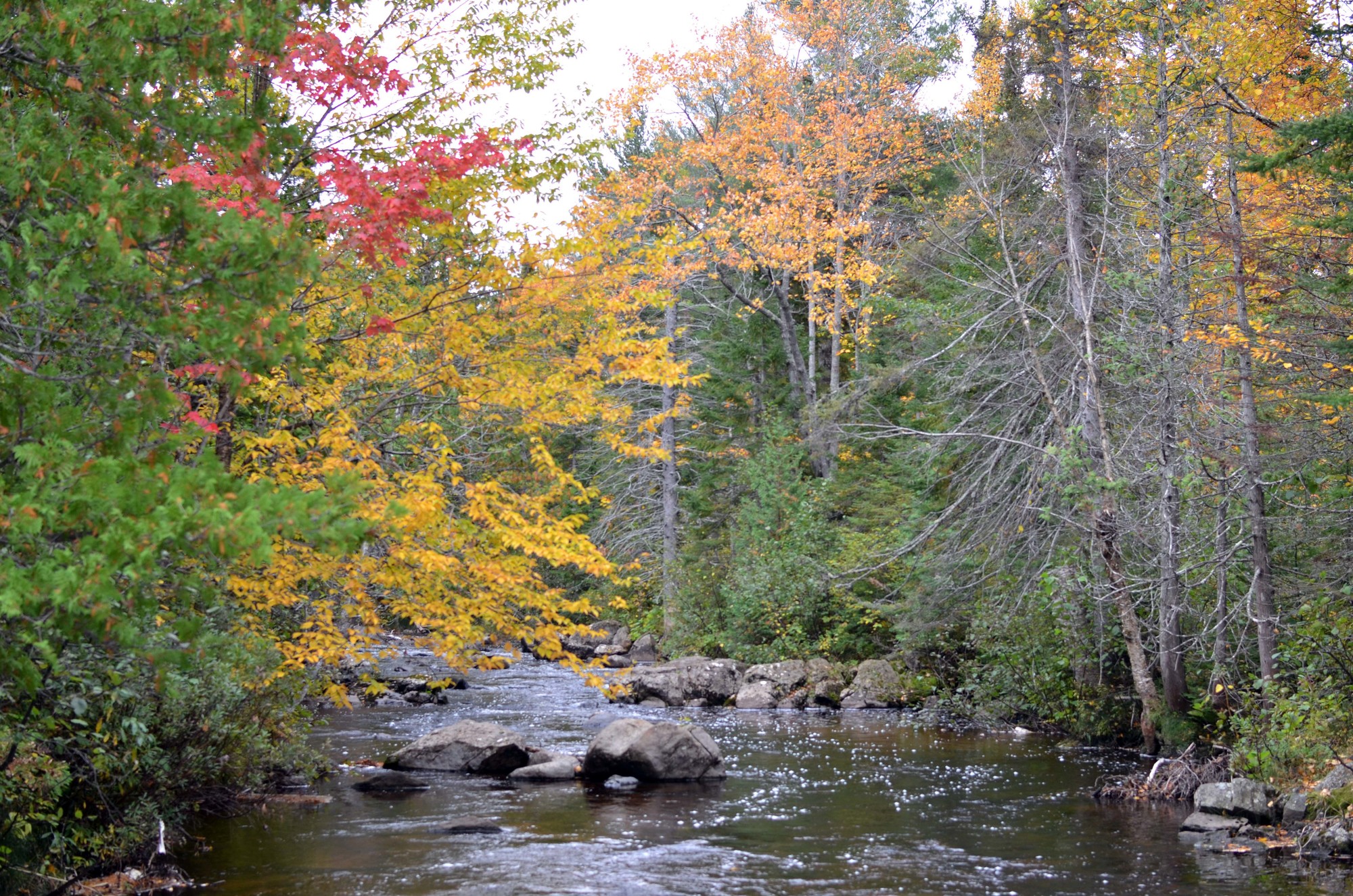 Vegetation growing alongside streams, like the East Branch of the Eagle River in Keweenaw County shown here, provides several benefits.