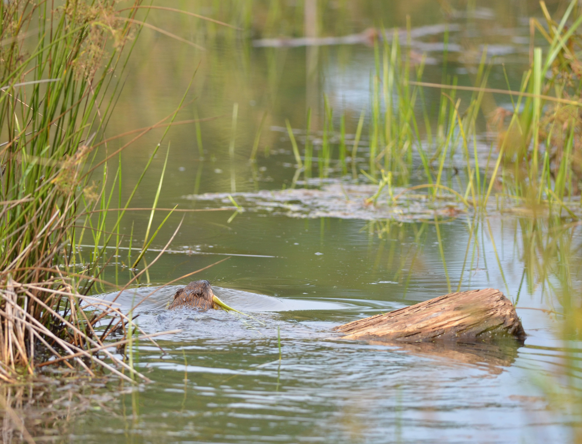 A muskrat drags a cattail reed over a log. Mink, otters, muskrats and beavers can be found feeding and denning along river shorelines.