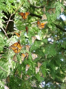 monarch butterflies congregate in cedar tree