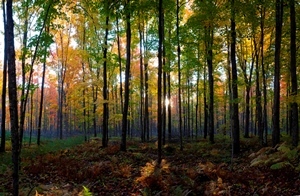 forest with fall colors and sun shining through trees