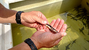 DNR employee holding onto juvenile lake sturgeon