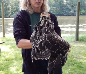 DNR wildlife biologist Julie Oakes holds osprey chick with GPS backpack