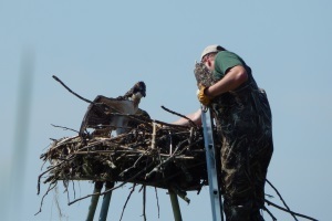 DNR wildlife biologist Ken Kesson climbs up to retrieve osprey chick from nest 