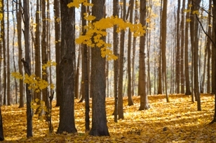 autumn forest view at Ionia State Recreation Area