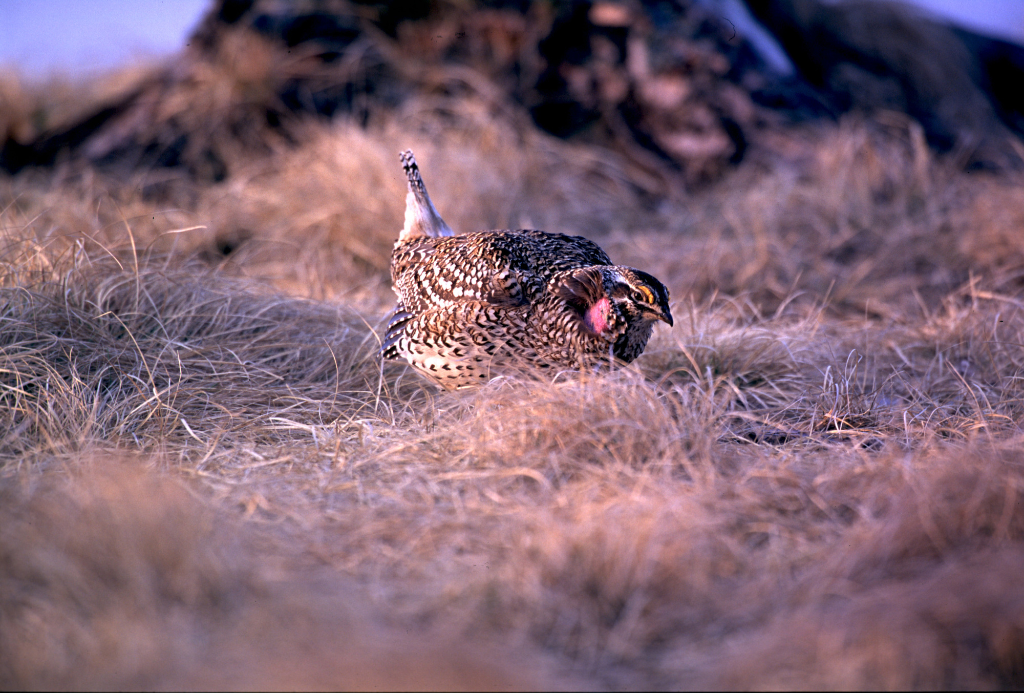 Sharp-tailed grouse are found in greatest concentrations in the Upper Peninsula in Chippewa and Schoolcraft counties.