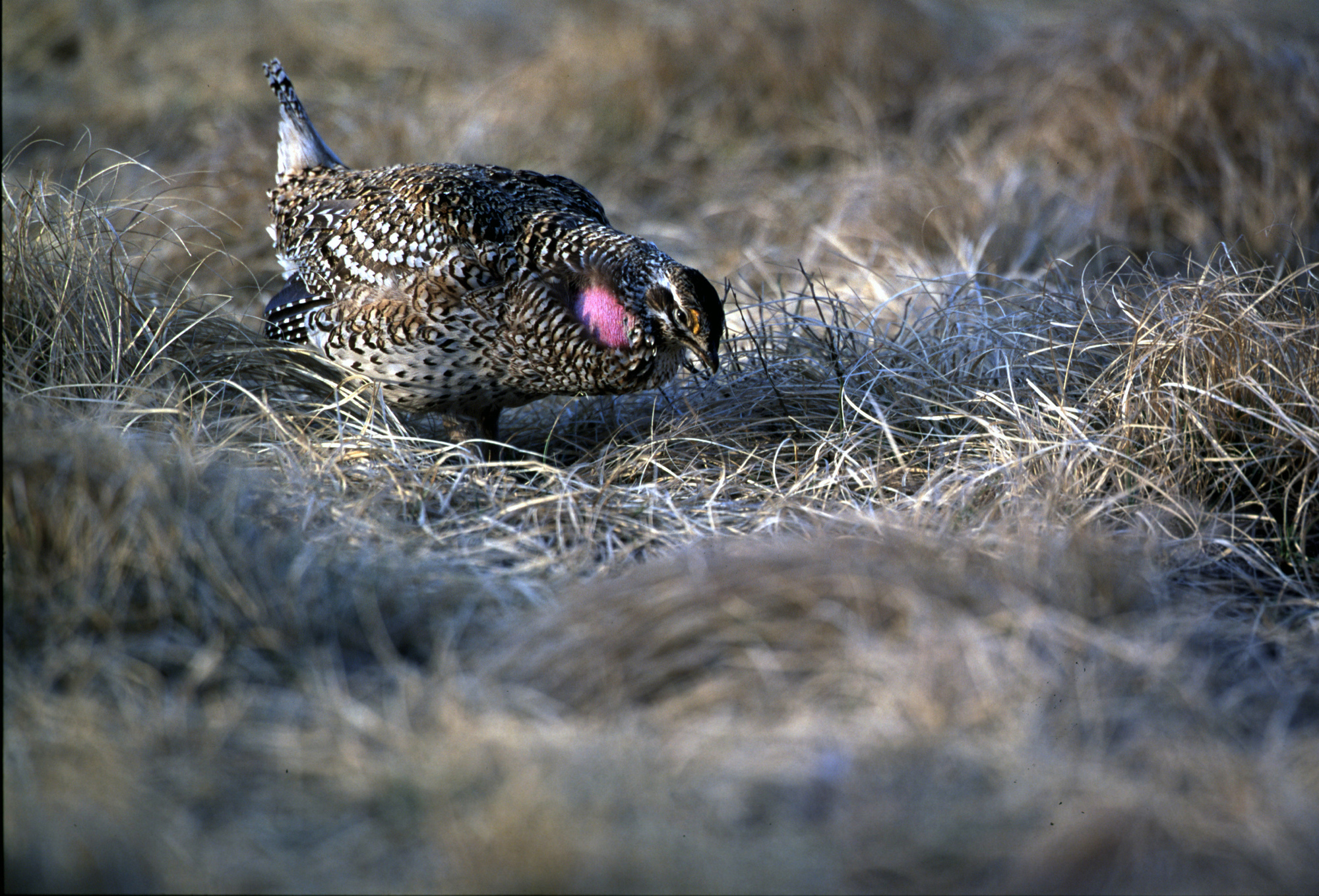Sharp-tailed grouse are found in greatest concentrations in the Upper Peninsula in Chippewa and Schoolcraft counties.
