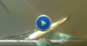 screenshot of Paint Creek survey video, featuring brown trout going into net underwater