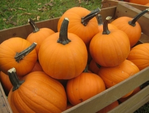 pumpkins in a wagon