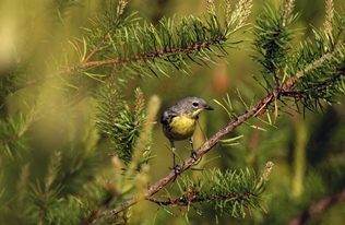 closeup view of Kirtland's warbler in jack pine branches