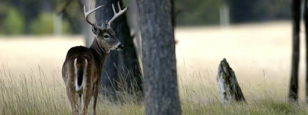 White-tailed Deer Buck Near A Field