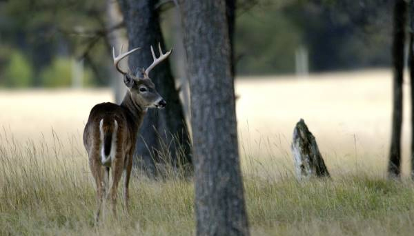 White-tailed Deer Buck Near A Field