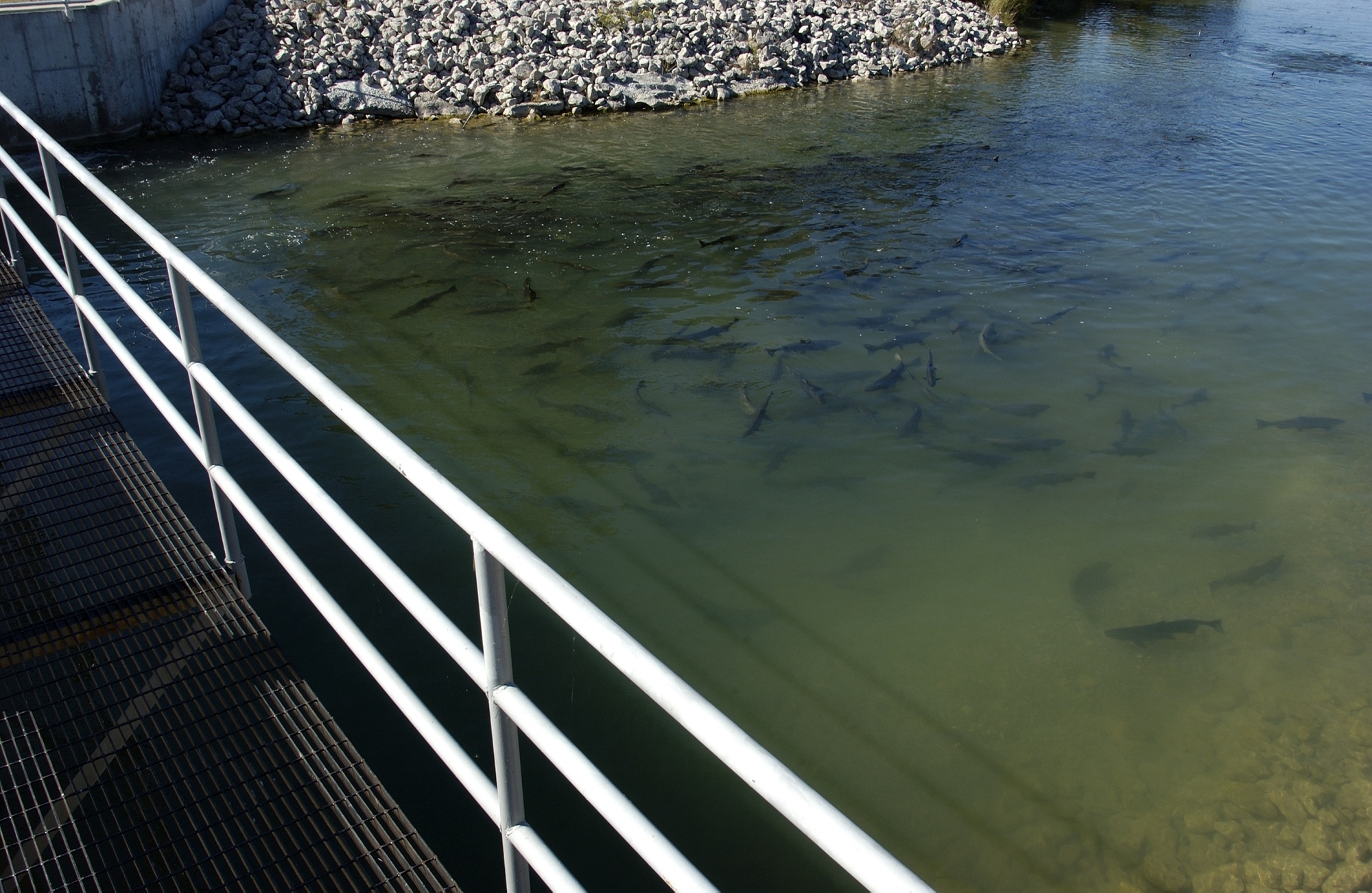 Salmon stage in the Swan River below the weir.