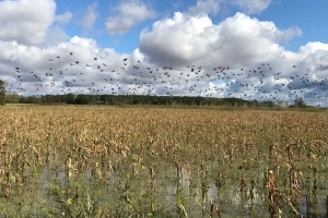 Flock of ducks flying over wetland