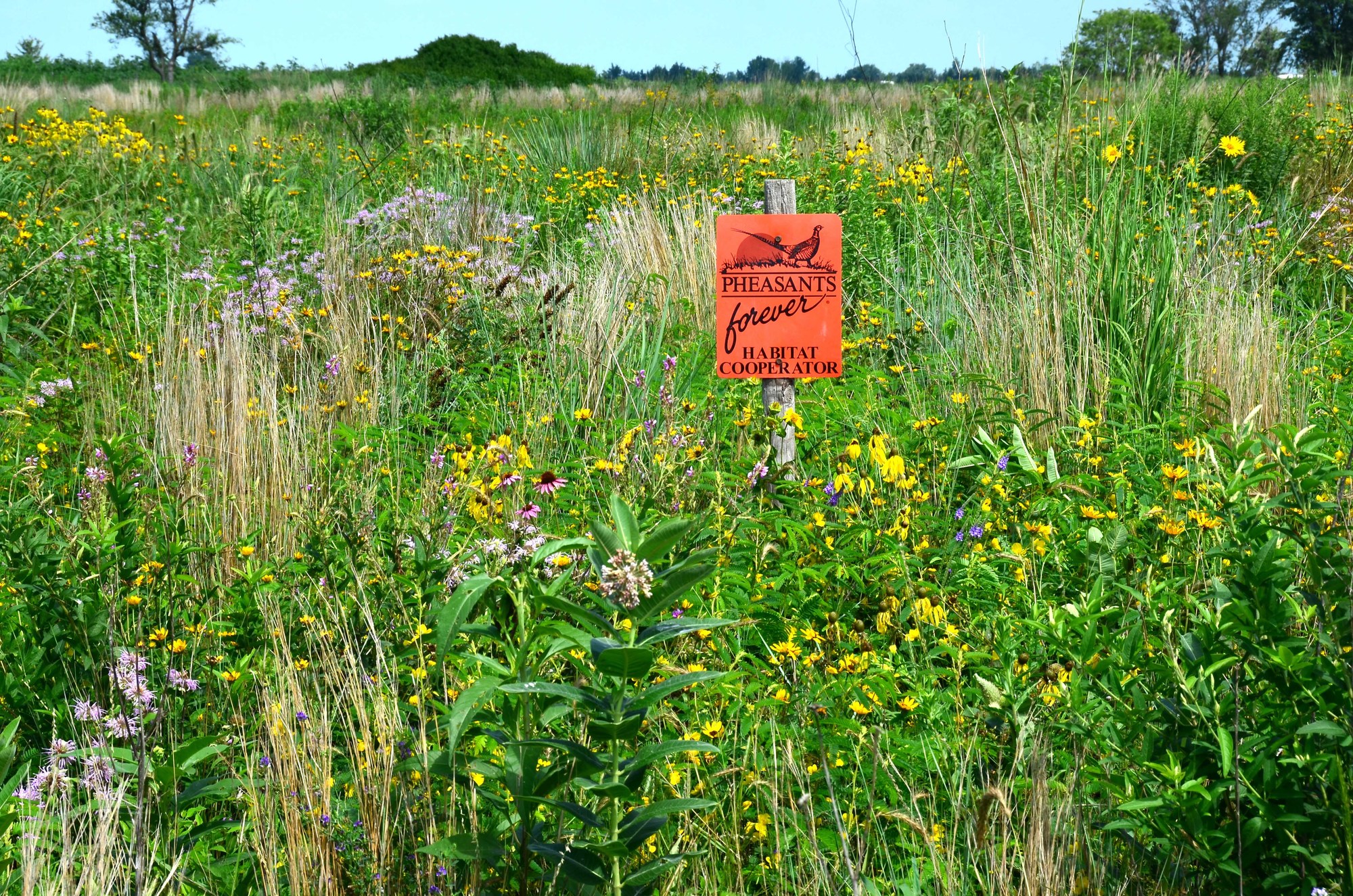 Grasslands are stunning when in full bloom in summertime (Photo by Pete Berthelsen).