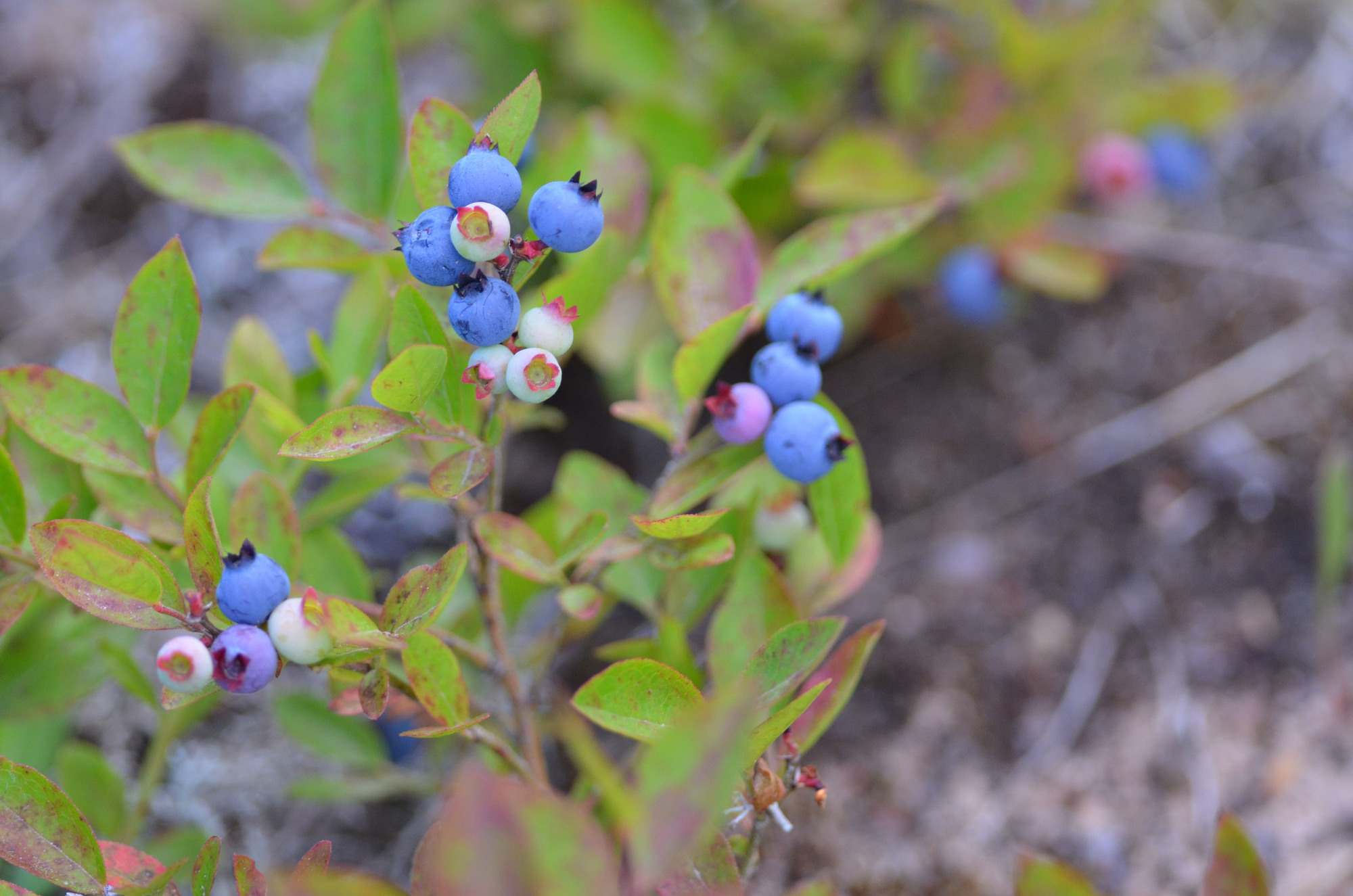 Blueberries are one plant species typically found in jack pine habitat.