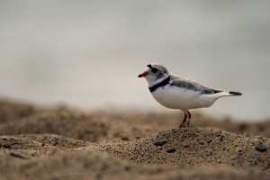 piping plover on beach