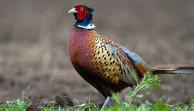 Pheasant Header