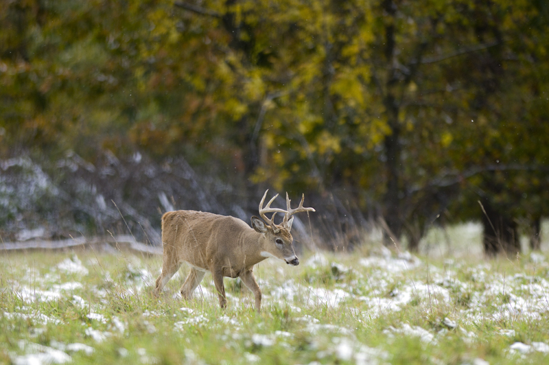 Hunters can use the Mi-HUNT program to study maps and photos to find out where the deer are.