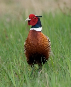 ring-necked pheasant