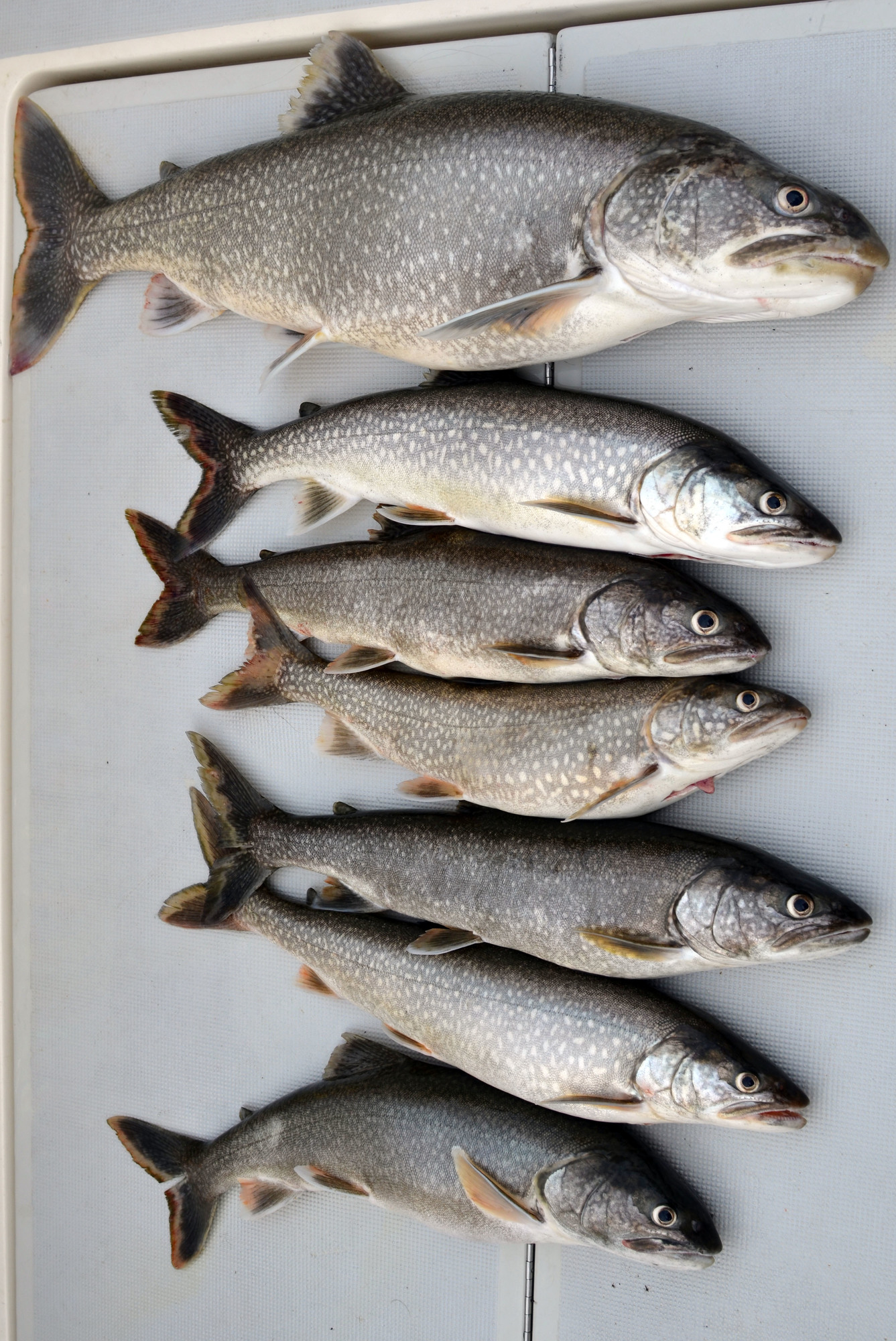Lake trout rely on the spawning habitat of Buffalo Reef, which is threatened with stamp sands, which are covering the reef.