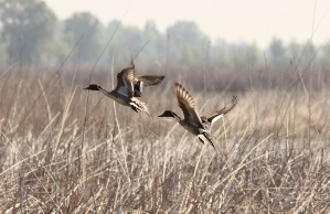 ducks in flight over grassy wetland area