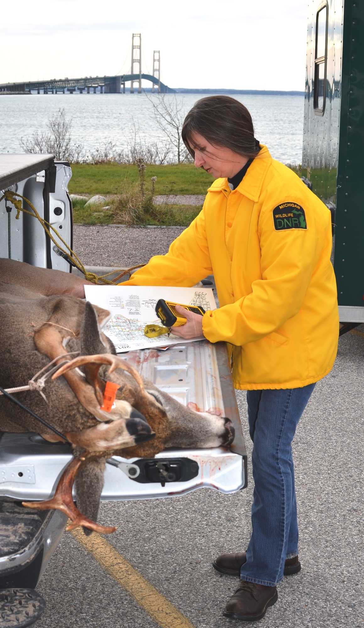 Sherry McKinnon, DNR wildlife ecologist from the Newberry office, checks in a buck at Bridge View Park in St. Ignace.