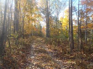 sunny view of two-track trail surrounded by mature trees