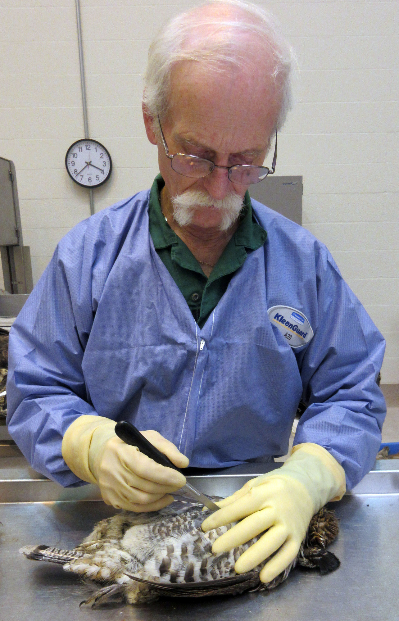 Michigan Department of Natural Resources pathologist Tom Cooley performs a necropsy on a ruffed grouse.