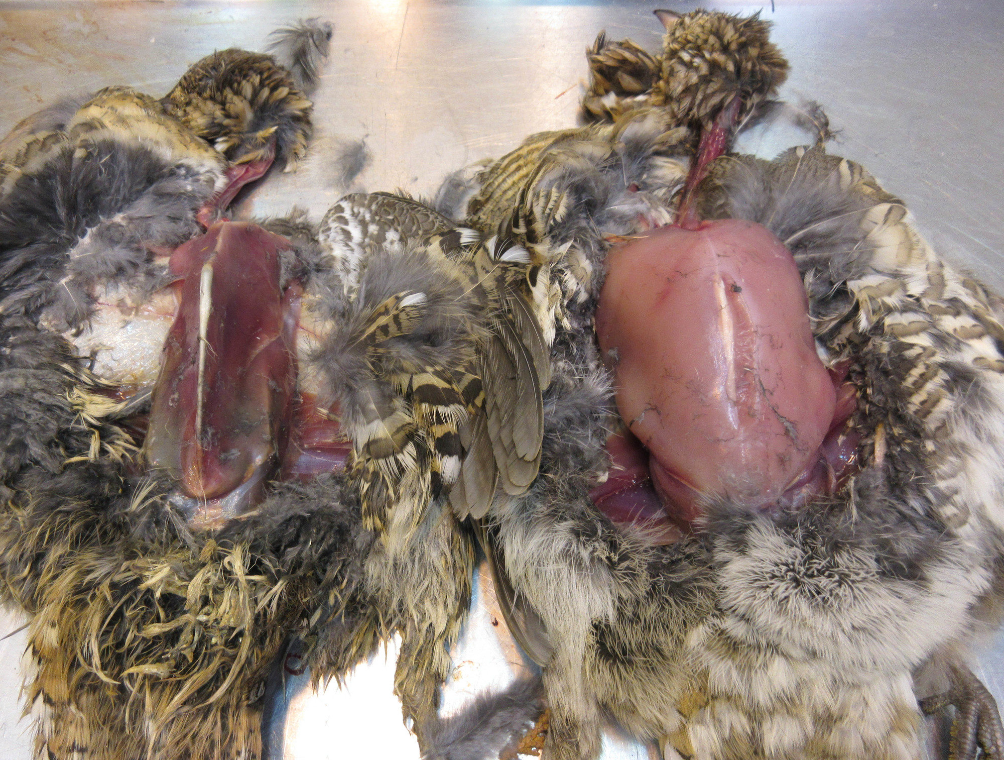 Two ruffed grouse tested for West Nile Virus are shown.