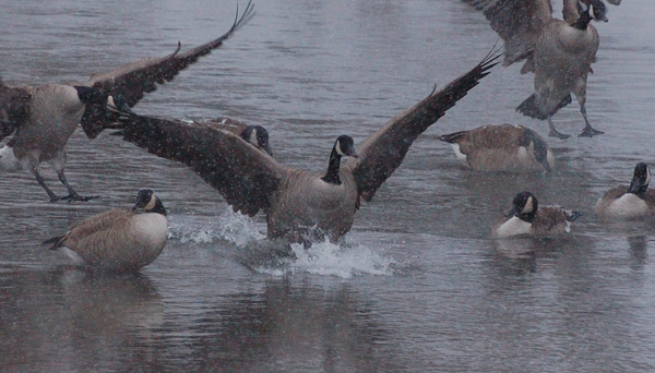 Canada Goose Header Image